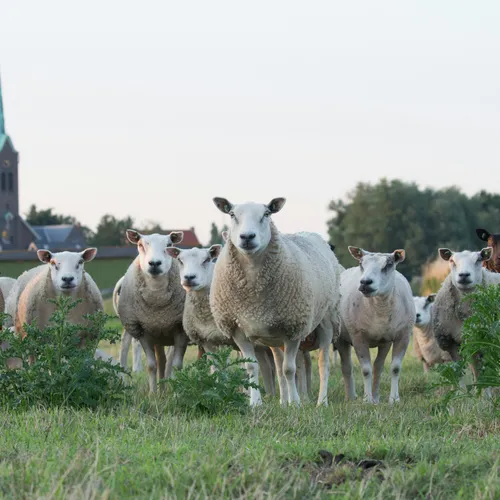 Joep woont in een vergrijzend dorp: 'Er woont gemiddeld nog 1,5 persoon per huis'